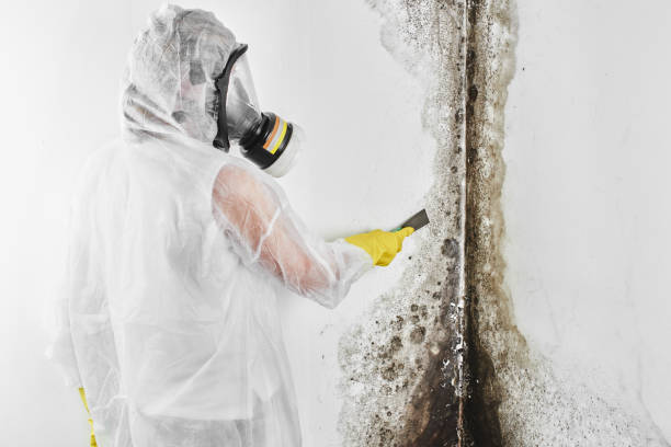 Best Residential Mold Removal  in Grundy Center, IA