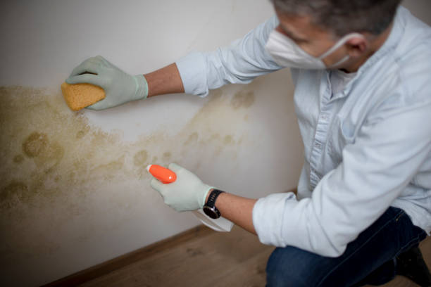 Best Certified Mold Removal  in Grundy Center, IA