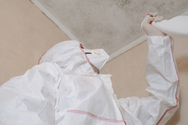 Best Mold Damage Repair  in Grundy Center, IA