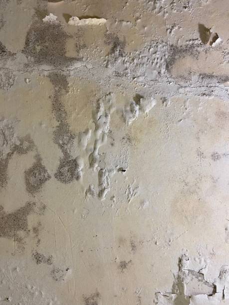 Best Emergency Mold Removal  in Grundy Center, IA