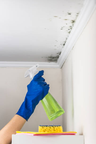 Best Mold Cleaning Services  in Grundy Center, IA
