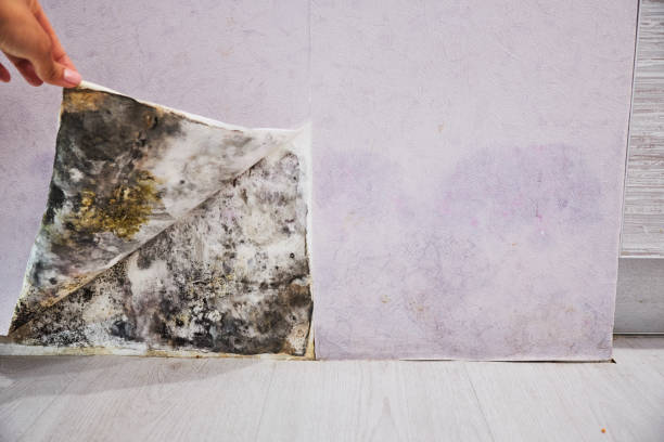 Best Mold Testing  in Grundy Center, IA